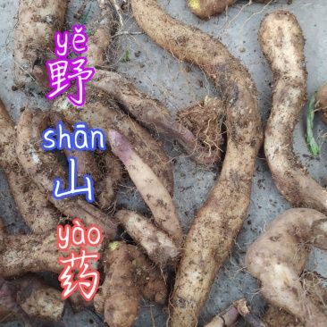 贵州毕节古夜郎大地野生中药材野生山药现挖