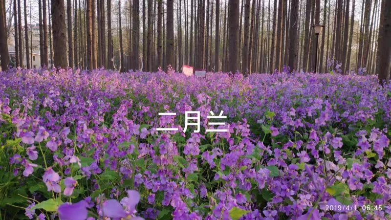 二月兰种子多年生宿根二月兰花种籽诸葛菜种子耐阴耐寒二月兰