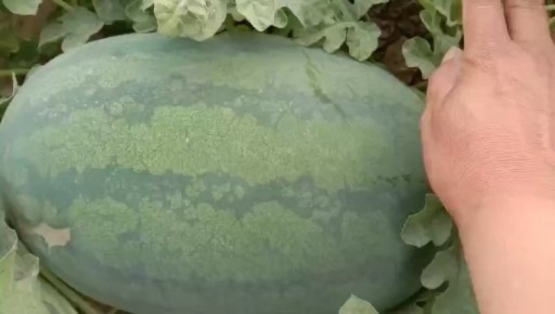 西瓜
