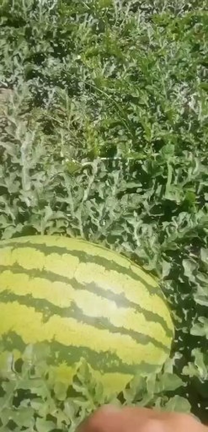 宁夏硒砂瓜金花一号口感好甜度高需要的朋友看过来