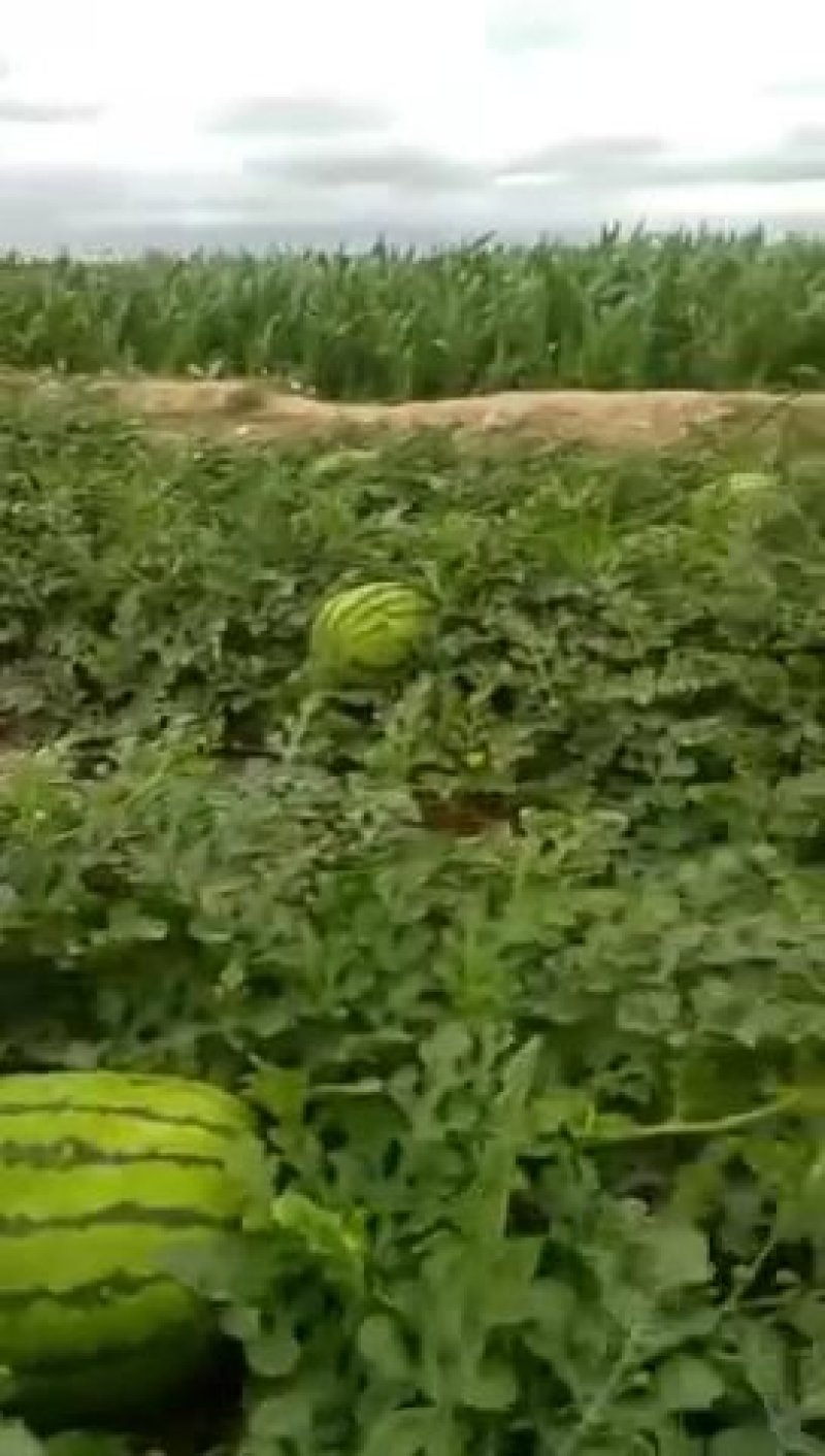宁夏硒砂瓜金花一号口感好甜度高需要的朋友看过来