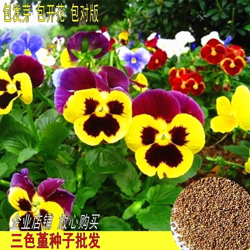 花种子四季种三色堇种子阳台盆栽花卉种子春秋播花卉花园草花