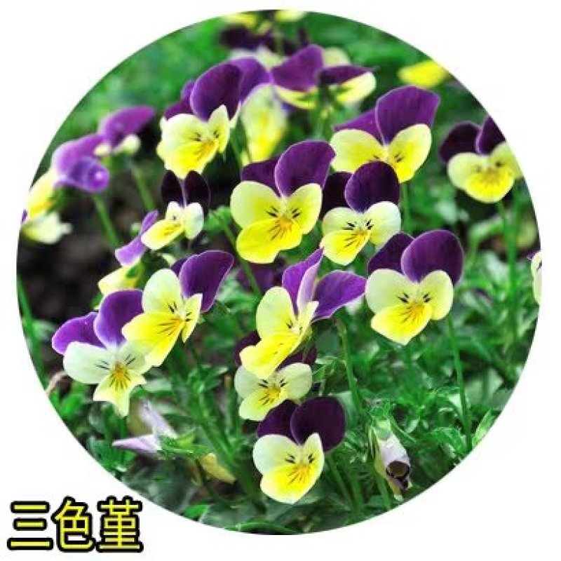 花种子四季种三色堇种子阳台盆栽花卉种子春秋播花卉花园草花