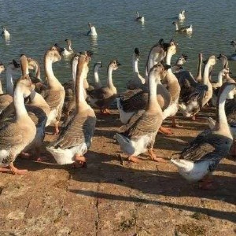 纯种白鹅大鹅包成活活体小鹅苗特大辟邪家养灰狮头白鹅产蛋王