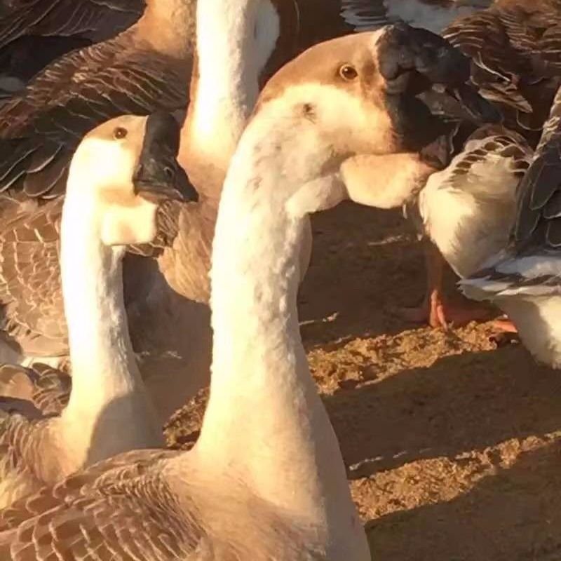 纯种白鹅大鹅包成活活体小鹅苗特大辟邪家养灰狮头白鹅产蛋王