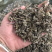 溪黄草白藤霉茶野生凉茶溪黄草中药材新货