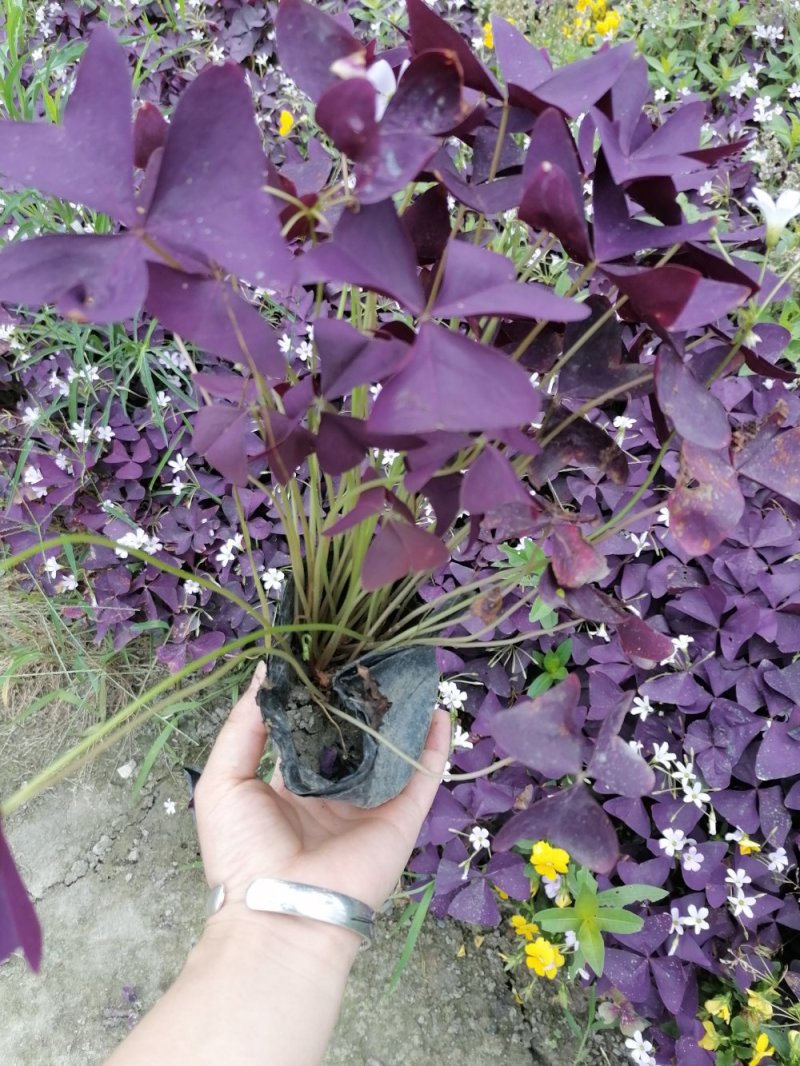 小杯苗紫叶酢浆草，带花紫叶酢浆草，基地批发，成都货源