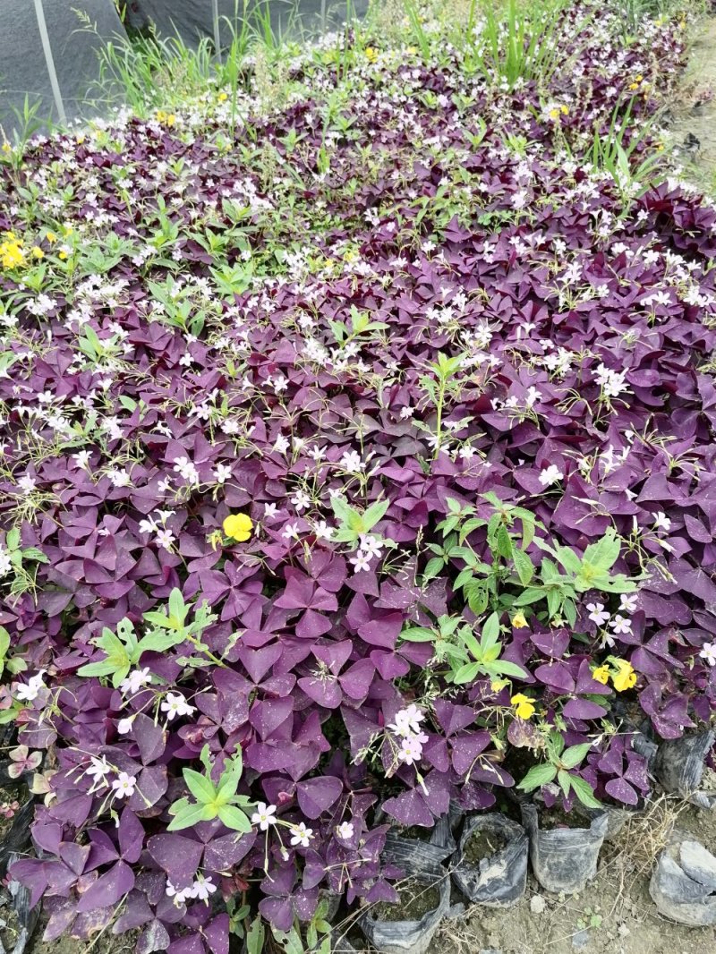 小杯苗紫叶酢浆草，带花紫叶酢浆草，基地批发，成都货源