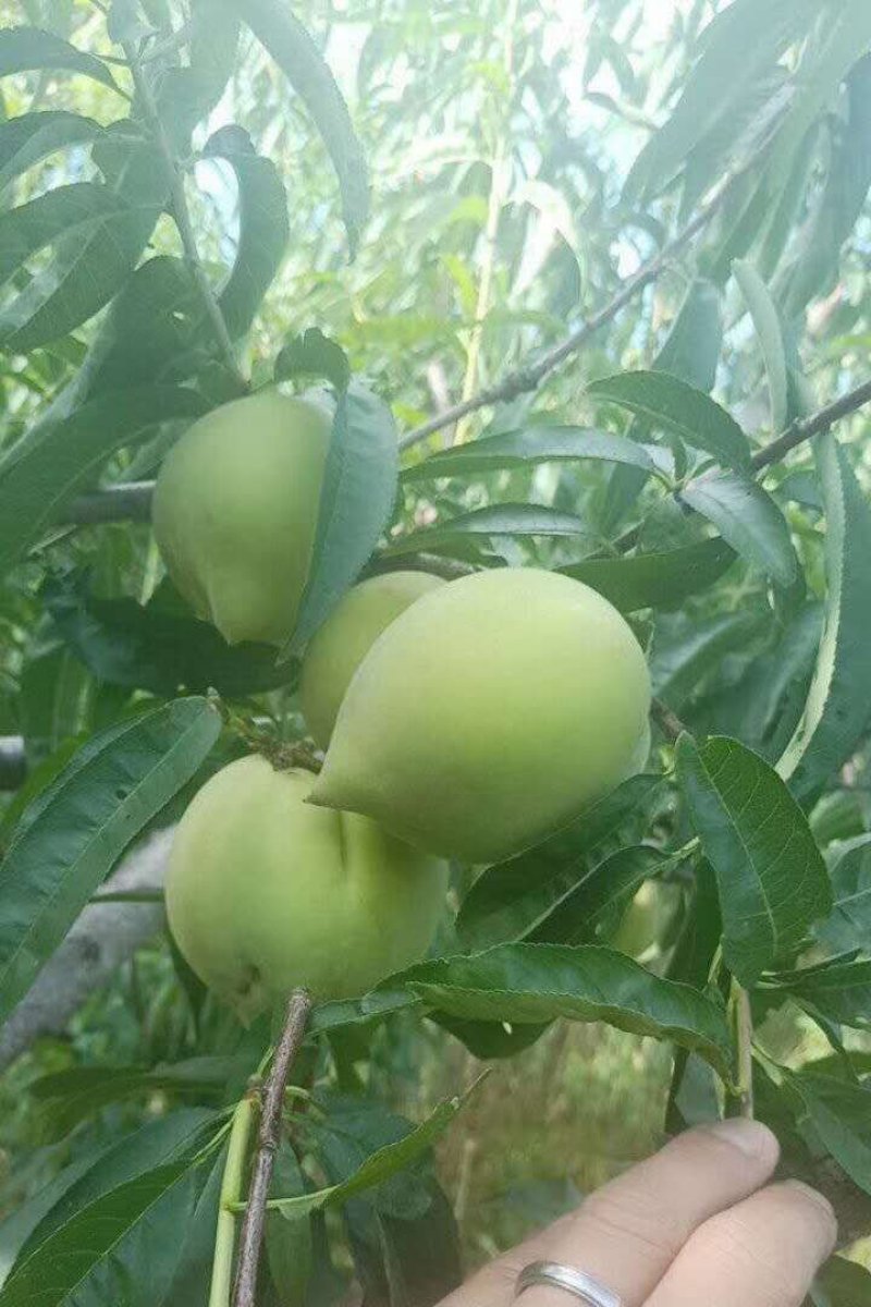 【量大从优】云南蒙自鹰嘴桃隆重上市，鲜甜可口，可视频看货