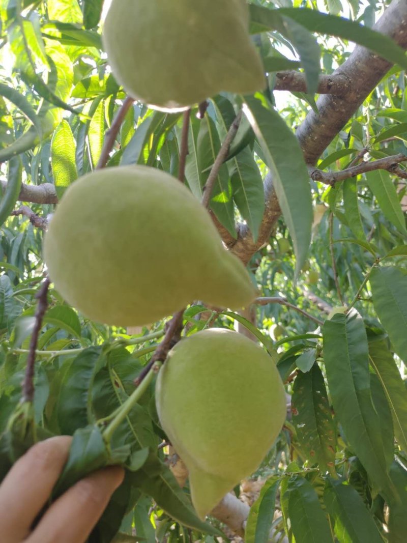 【量大从优】云南蒙自鹰嘴桃隆重上市，鲜甜可口，可视频看货