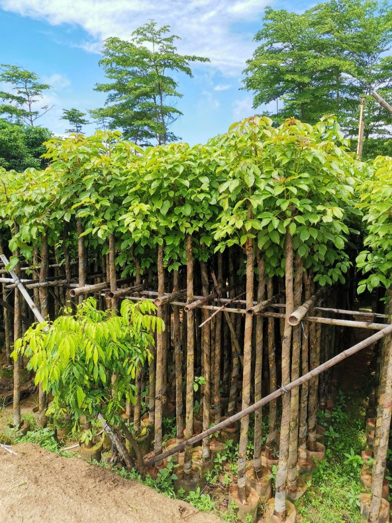 供应：4公分到10分公秋枫