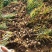 2020年新鲜龙山百合产地直销一手货源品质好色泽白
