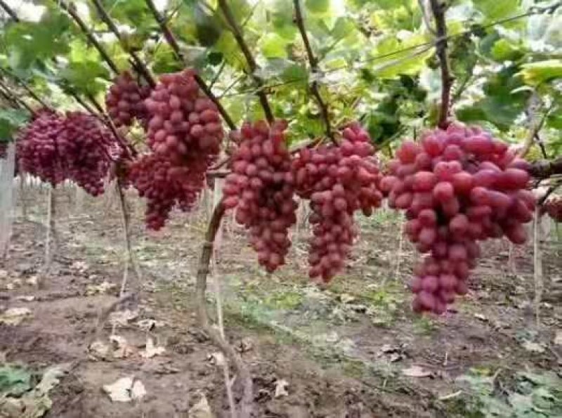 保定葡萄质量好，价格低，大量批发，价格公道，货源充足