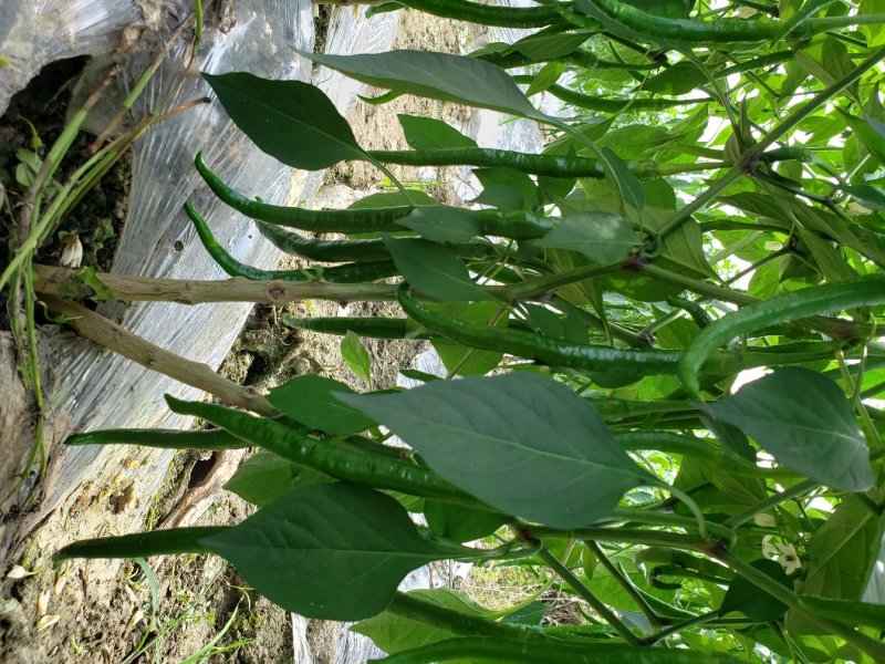 二荆条，现货，果型好，