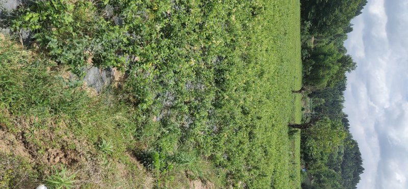 四川基地金银花苗，上门技术指导，两年回本并且盈利