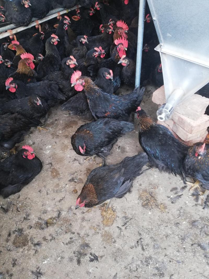 黑鸡黑土2土1.5母鸡圈养健康无呼吸道感染