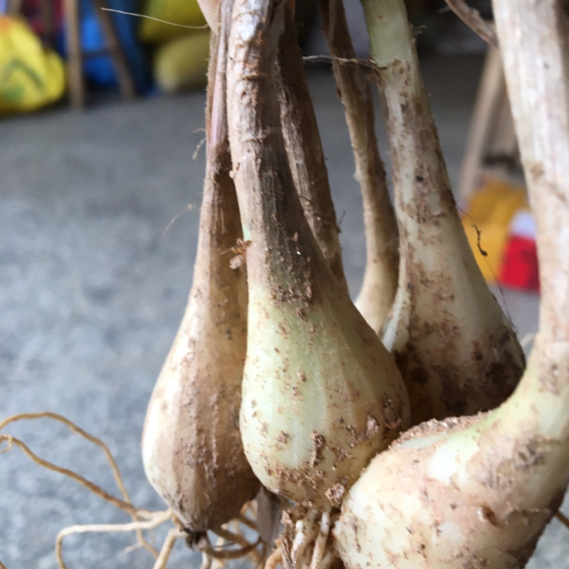 荞头新鲜藠头叫头3公分以上