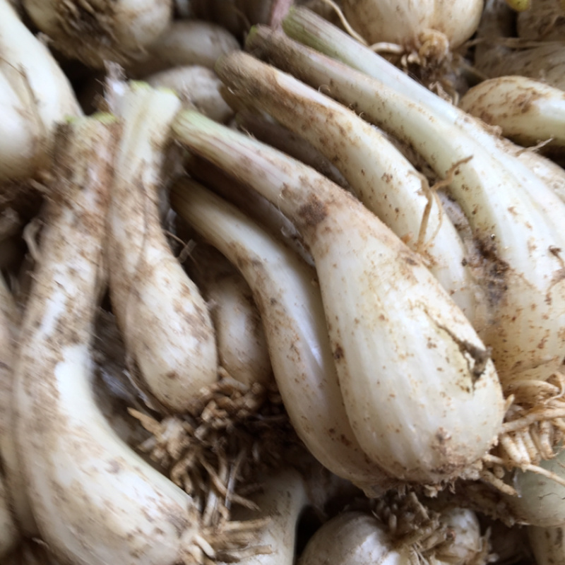 荞头新鲜藠头叫头3公分以上