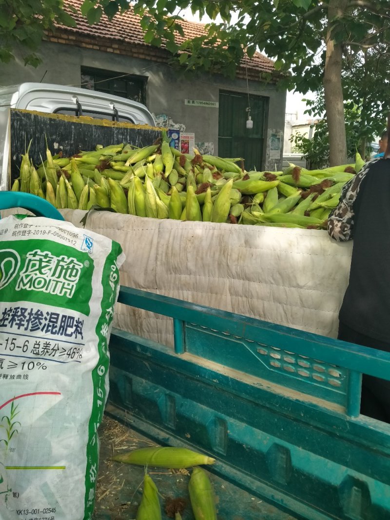 鲜玉米大量上市了