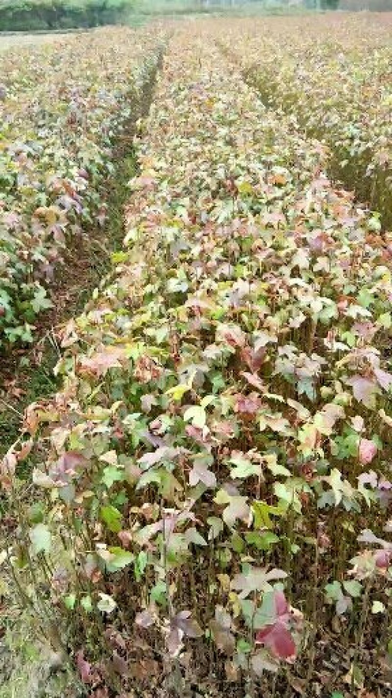 一年生枫香自家苗圃种植