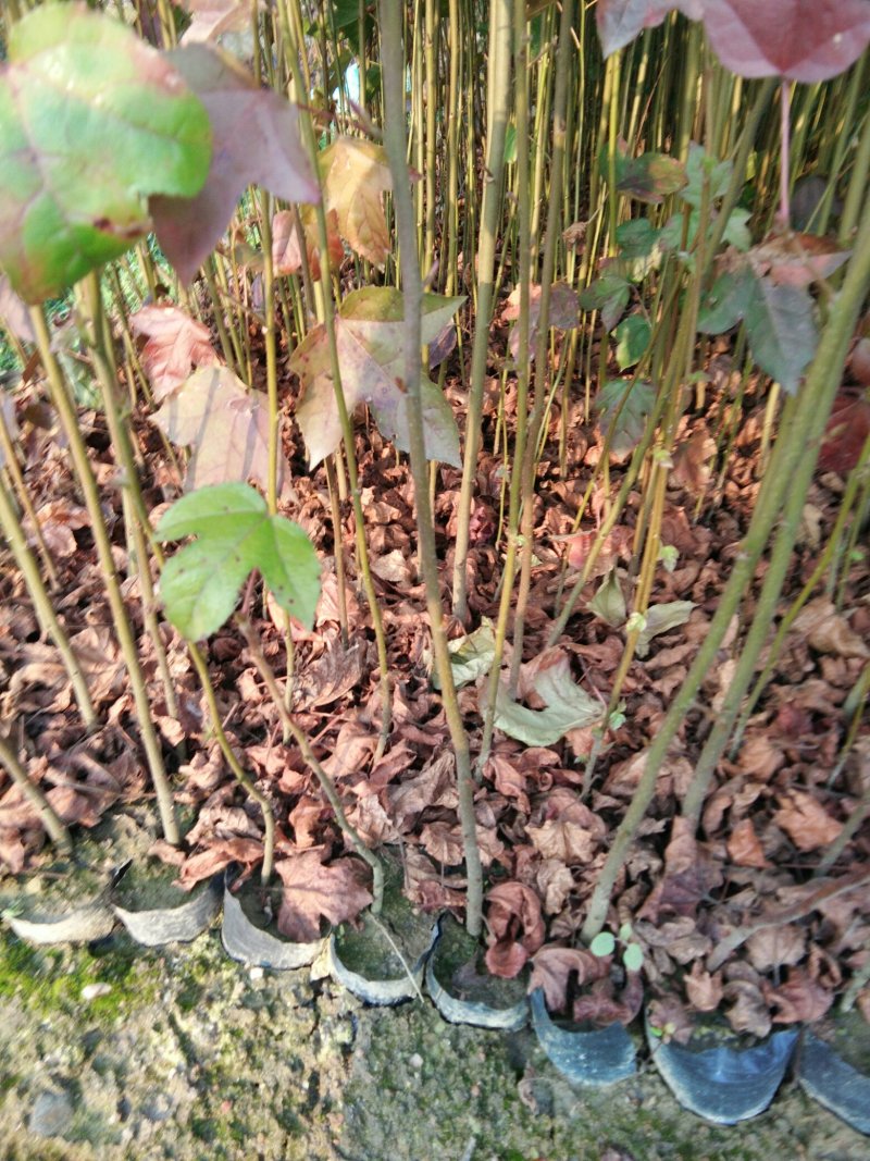 一年生枫香自家苗圃种植