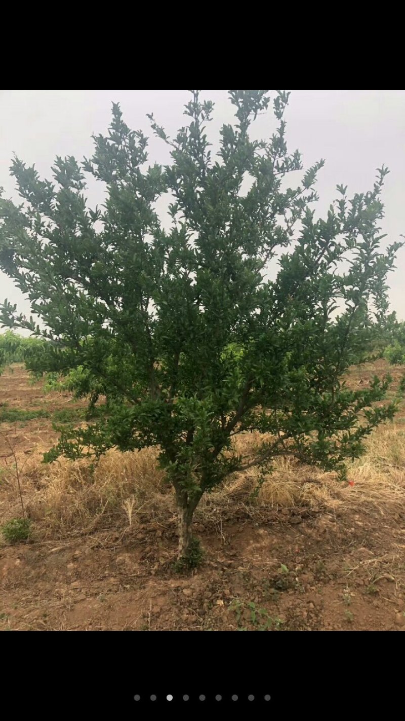 西安临潼常年出售，各种规格，石榴树，造型石榴树