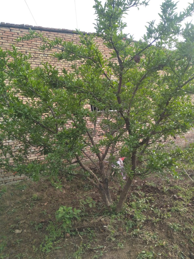 西安临潼常年出售，各种规格，石榴树，造型石榴树