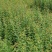青梅，青梅苗大量优质的青梅苗