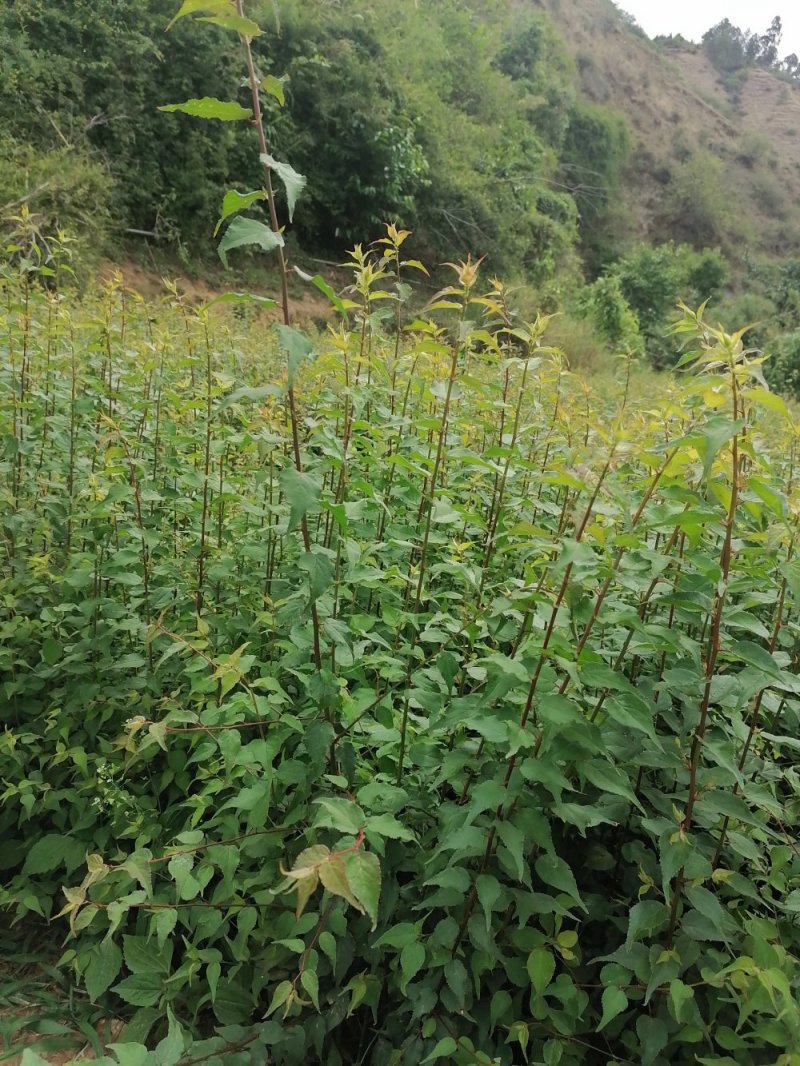 青梅，青梅苗大量优质的青梅苗