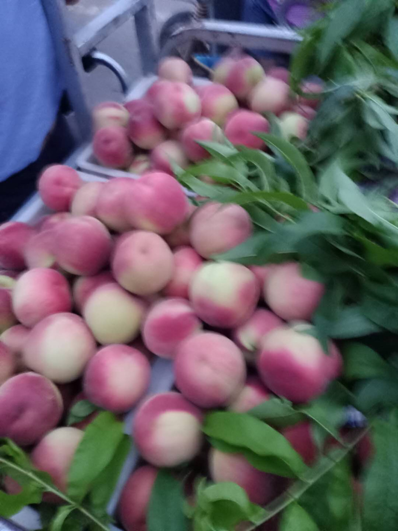 毛桃突围