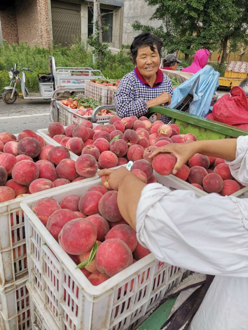 毛桃突围