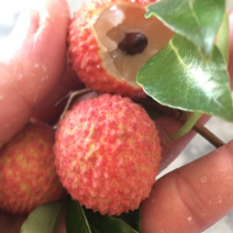 广东德庆桂味荔枝
