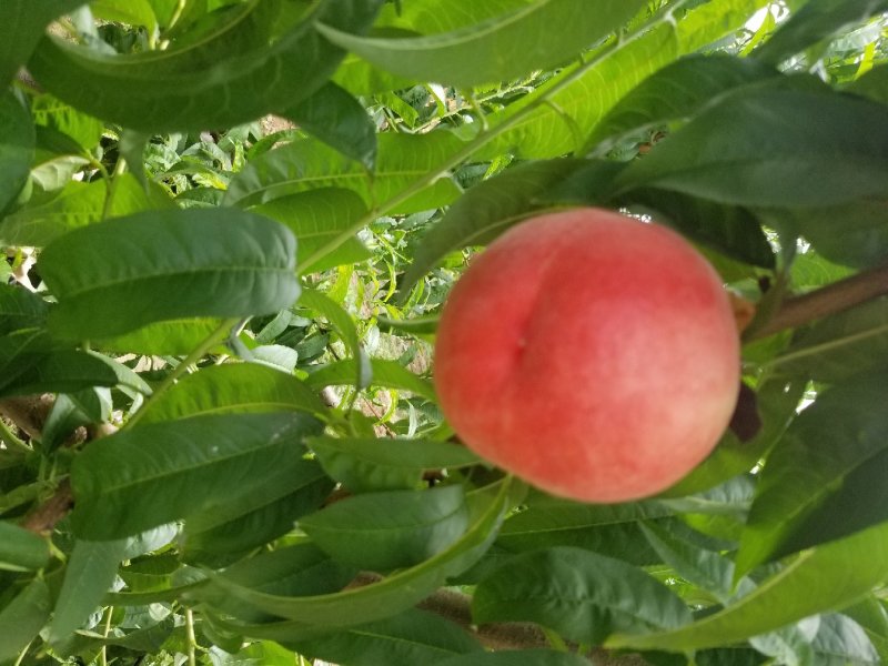 沙红纸袋桃
