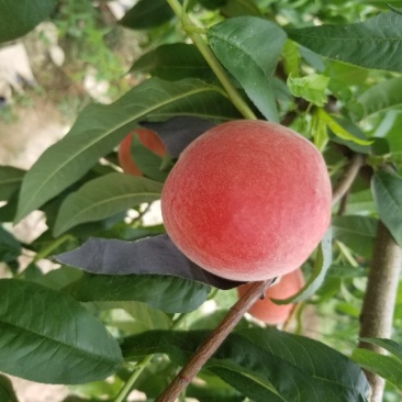 沙红纸袋桃