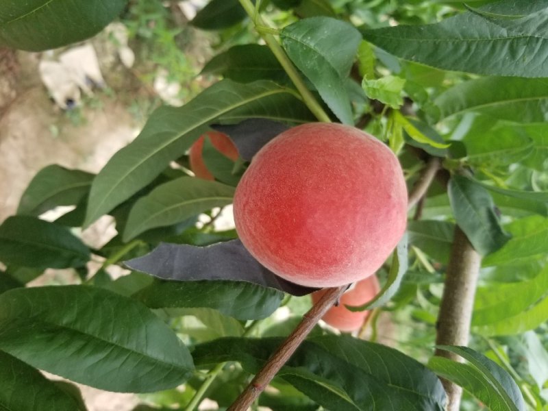 沙红纸袋桃