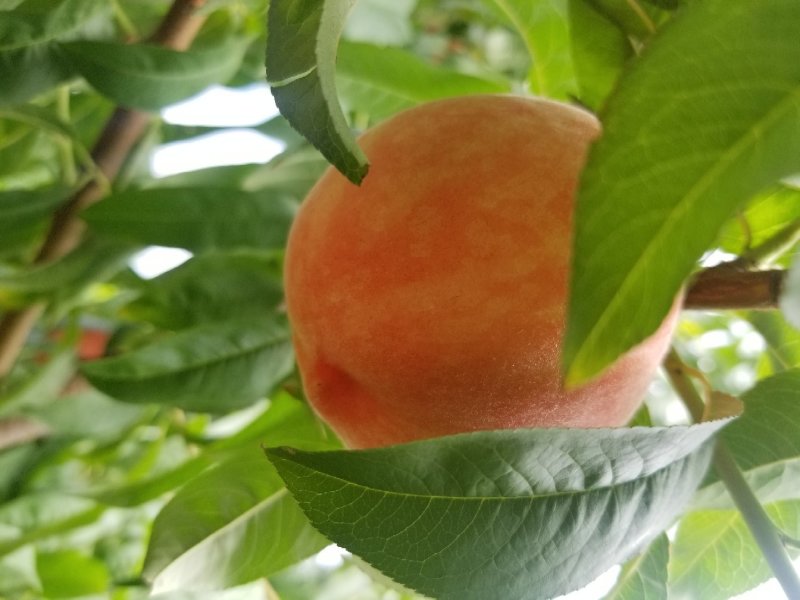 沙红纸袋桃