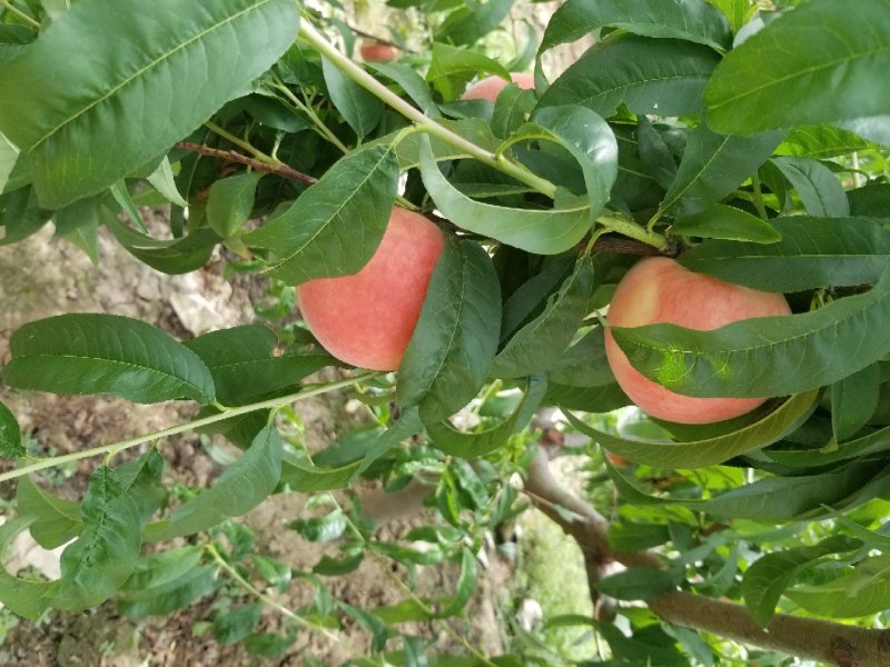 沙红纸袋桃