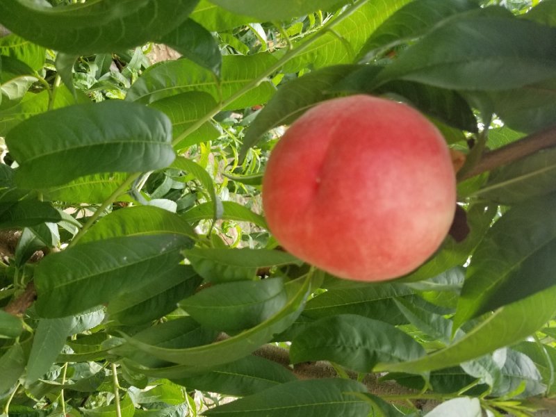 沙红纸袋桃