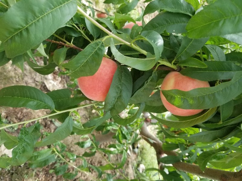 沙红纸袋桃