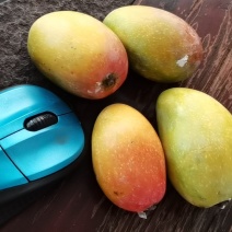 贵妃芒鸡蛋小果