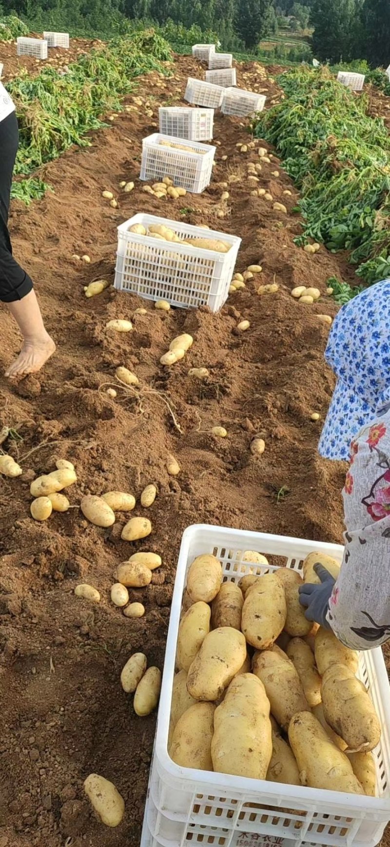 荷兰十五
