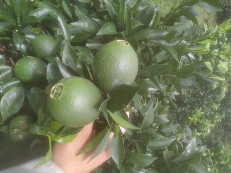 【热卖】纽荷尔脐橙苗/卡拉红肉脐橙苗地苗/杯苗假一赔百