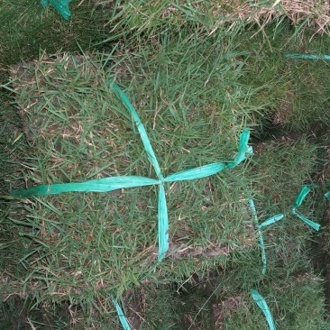 马尼拉草皮