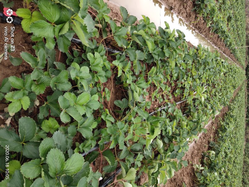 大叶红颜草莓苗【各品种齐全】根壮茎粗&免费技术指导