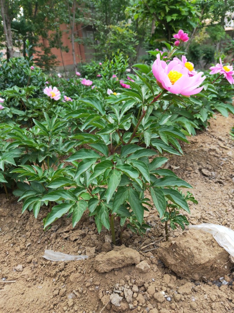 芍药花苗庭院花卉四季开花室内盆栽易活芍药根块带芽室外庭院