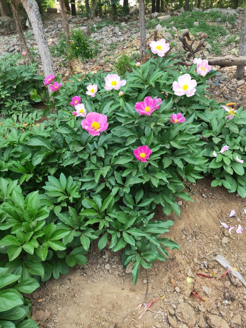 芍药花苗庭院花卉四季开花室内盆栽易活芍药根块带芽室外庭院