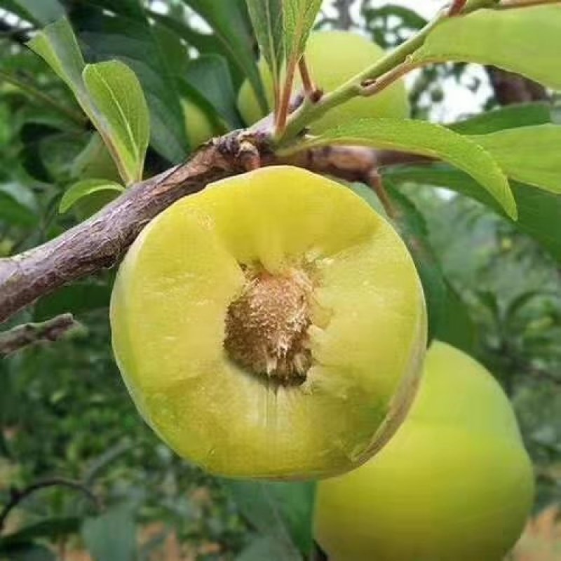脆李