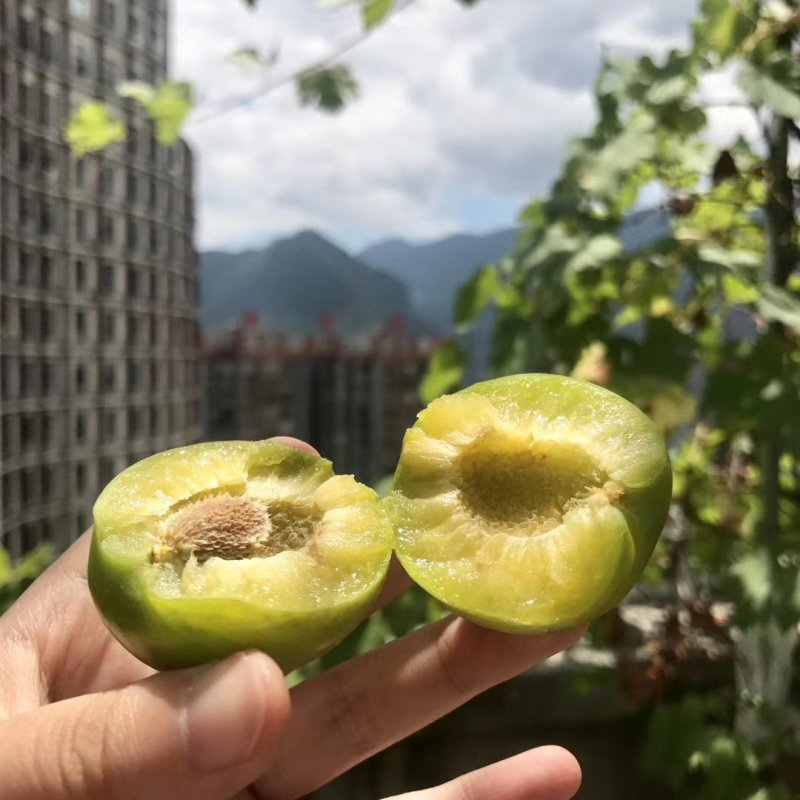 脆李