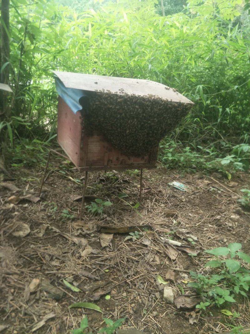 蜂蜜