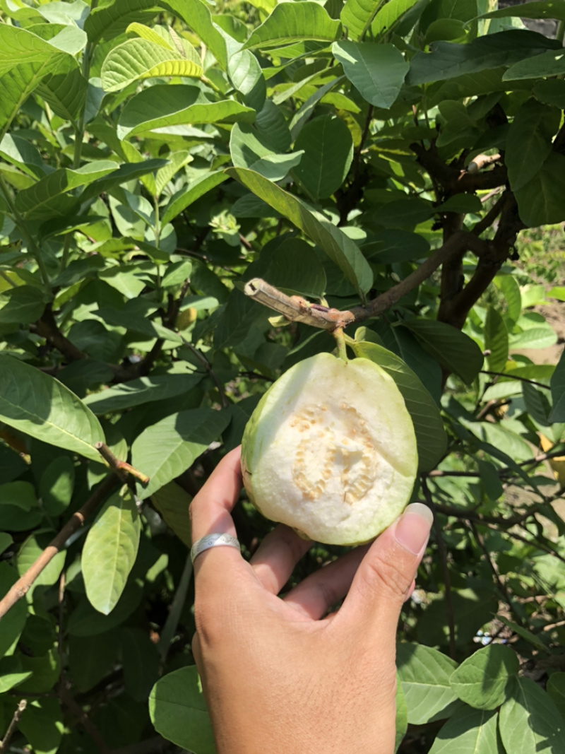 台湾四季帝王芭乐苗番石榴苗白心芭乐苗果树嫁接苗